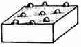 Warty / Tuberculate / Verrucose